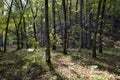 Forest Setting, Stand of Trees, Shadows and Forest Floor