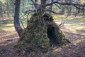 Hovel made of moss and branches in Poland