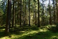 Forest in the shadows and light on the green moss between the majestic spruce trees