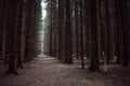 Forest shady pine fir alleys of the Park in a bright Sunny landscape alternation of light and shadow in the clarity of perspective