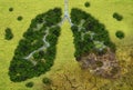 Forest in a shape of lungs - deforestation concept