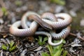 Forest sharp-tailed snake in defensive posture. El Corte Madera Creek Preserve, San Mateo County, California, USA