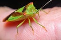 Forest shield bug. Oncacontias vittatus Royalty Free Stock Photo