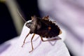 Forest ShieldBug on flower petal Royalty Free Stock Photo