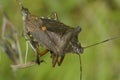 Forest Shieldbug