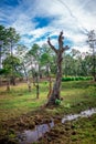 Forest shot and creek at sunset in Mexico Royalty Free Stock Photo