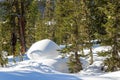 Forest in Siberia in the winter Royalty Free Stock Photo