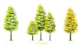 Vector spring pine tree side view isolated on white background for landscape plan