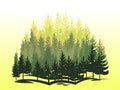 Forest silhouette scene. Landscape with coniferous trees. Beautiful morning view. Pine and spruce trees. Summer nature Royalty Free Stock Photo