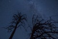 Forest silhouette under starry sky with milky way