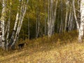 Forest of silver birch