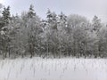 Forest Silviculture Old & Young Royalty Free Stock Photo