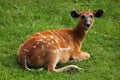 Forest sitatunga (Tragelaphus spekii gratus) Royalty Free Stock Photo