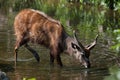 Forest sitatunga (Tragelaphus spekii gratus). Royalty Free Stock Photo