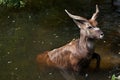 Forest sitatunga (Tragelaphus spekii gratus). Royalty Free Stock Photo