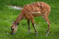 Forest sitatunga (Tragelaphus spekii gratus). Royalty Free Stock Photo