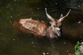 Forest sitatunga (Tragelaphus spekii gratus). Royalty Free Stock Photo