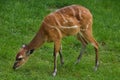 Forest sitatunga Tragelaphus spekii gratus Royalty Free Stock Photo