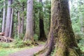 A forest of sitka spruce or Picea sitchensis, along the beautiful golden spruce trail in Haida Gwaii, British Columbia, Canada Royalty Free Stock Photo