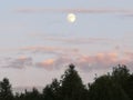Forest sky moon evening clumps