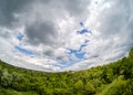 Forest sky wide angle tree, branch