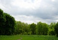 Forest sky wide angle tree, tall