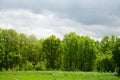 Forest sky wide angle tree, view