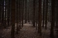 Forest slender even rows of coniferous trees. Spruce forest in the morning haze. Moss and fallen leaves cover the roots Royalty Free Stock Photo