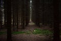 Forest slender even rows of firs and coniferous trees. Spruce forest in the morning haze. Moss and fallen leaves cover the roots Royalty Free Stock Photo