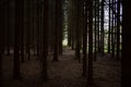 Forest slender rows of coniferous trees. Spruce forest in the morning haze. Moss and fallen leaves cover the roots Royalty Free Stock Photo