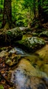 Forest with smooth river stones and clear water flowing gently between tree roots in a shaded ravine Royalty Free Stock Photo