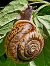 Forest Snail art nature abstract Royalty Free Stock Photo