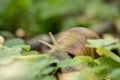Forest snail background. A snail in the woods after rain