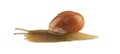 Forest snail, Cepaea nemoralis Royalty Free Stock Photo