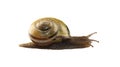 Forest snail, Cepaea nemoralis Royalty Free Stock Photo