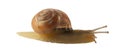 Forest snail, Cepaea nemoralis Royalty Free Stock Photo