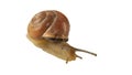 Forest snail, Cepaea nemoralis Royalty Free Stock Photo