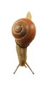 Forest snail, Cepaea nemoralis Royalty Free Stock Photo