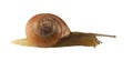 Forest snail, Cepaea nemoralis