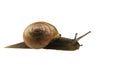 Forest snail, Cepaea nemoralis Royalty Free Stock Photo