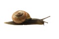 Forest snail, Cepaea nemoralis Royalty Free Stock Photo