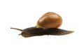 Forest snail, Cepaea nemoralis Royalty Free Stock Photo