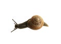 Forest snail, Cepaea nemoralis Royalty Free Stock Photo