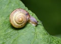 Forest Snail`s journey down the slope of a tree leaf