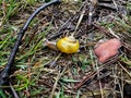 forest snail with a yellow shell found in the forest