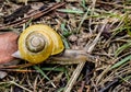 forest snail with a yellow shell found in the forest