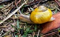 forest snail with a yellow shell found in the forest