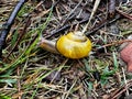 forest snail with a yellow shell found in the forest