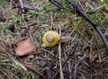 forest snail with a yellow shell found in the forest