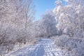 Forest snow frost birch road winter Royalty Free Stock Photo